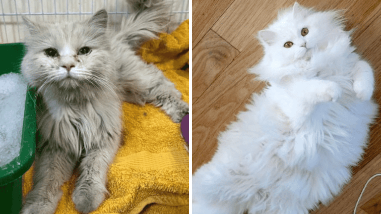 Zábery, ktoré vám zlomia srdce: 10 porovnávacích fotografií mačiek pred a po adopcii