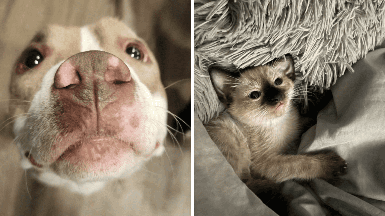 10 rozkošných fotografií adoptovaných zvierat, ktoré našli svoj milujúci domov