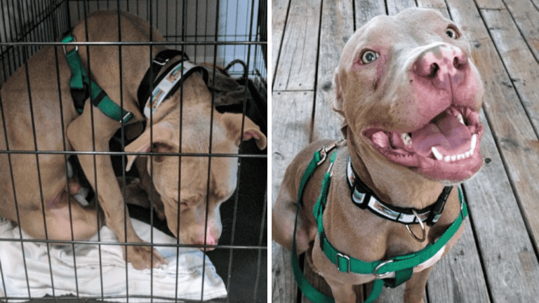 10 srdcervúcich premien adoptovaných psíkov, ktoré musíte vidieť