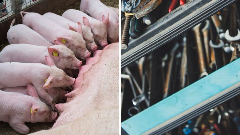 Ťažký život ošípaných – v takýchto podmienkach sú chované!