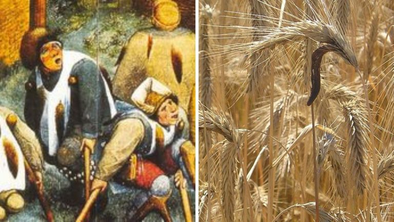 Ergotizmus – ochorenie z raže, ktoré ľudí pripravilo o končatiny i súdnosť!