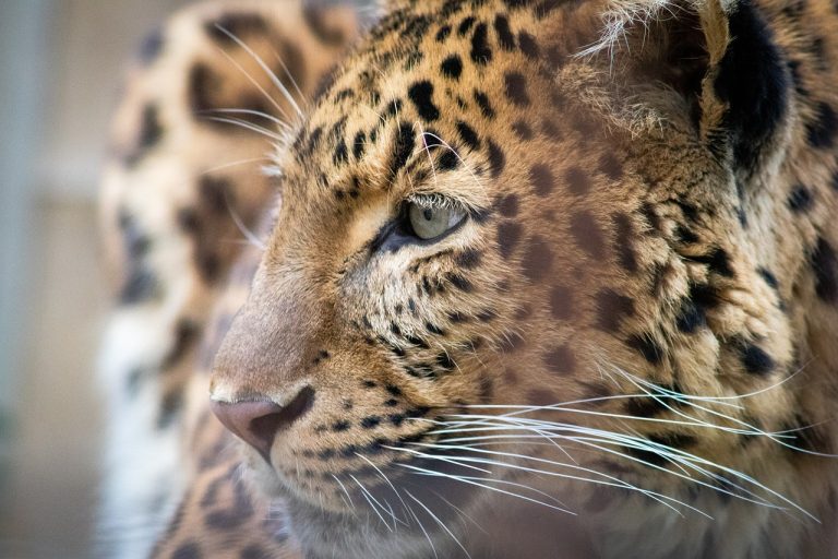 Tragický incident: Leopard z kontaktnej zoo zabil svojho majiteľa