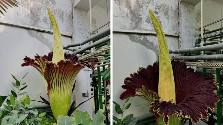 V bratislavskej botanickej záhrade prvýkrát vykvitla unikátna rastlina