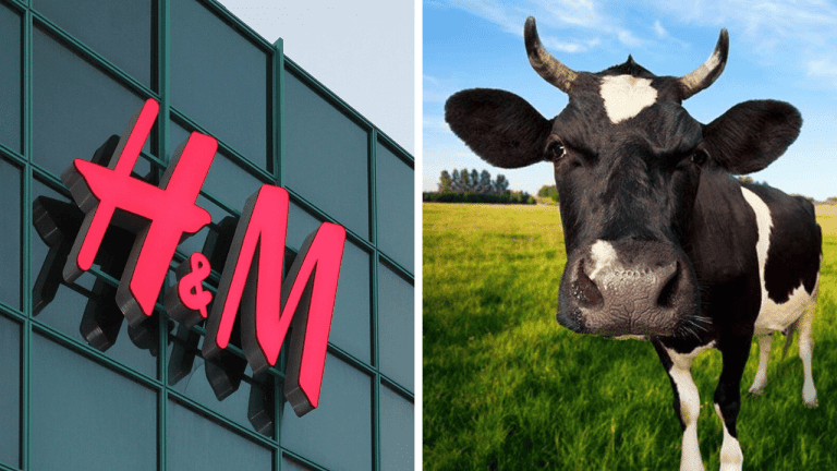 Náhodné zaujímavosti: čo znamená H&M a ktoré zvieratá nemajú horné predné zuby