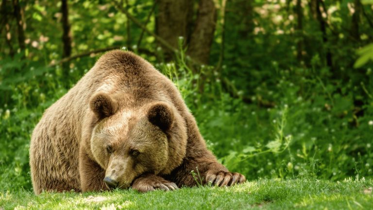 Švédsko vydalo povolenie na zabitie 20% populácie medveďa hnedého