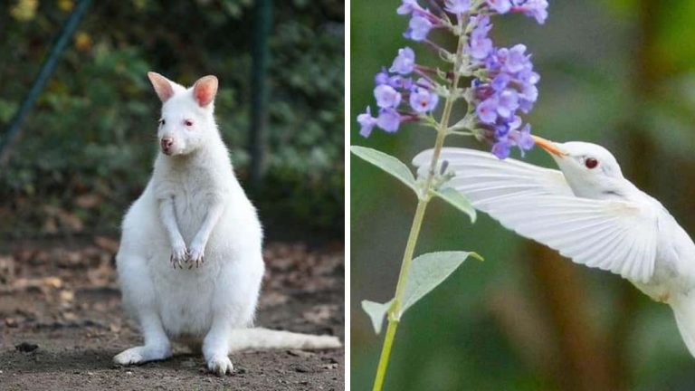 Albino zvieratá, ktoré vám vyrazia dych. Pokochajte sa jedninečnosťou prírody.