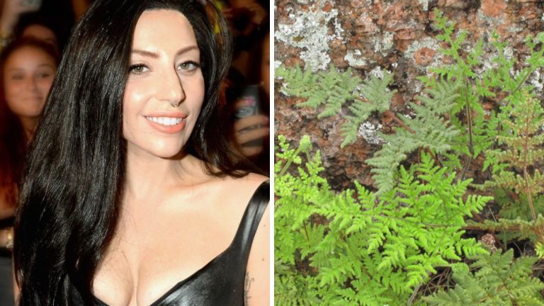 Lady Gaga – ikonická osobnosť a fakty, ktoré ste o nej nevedeli!
