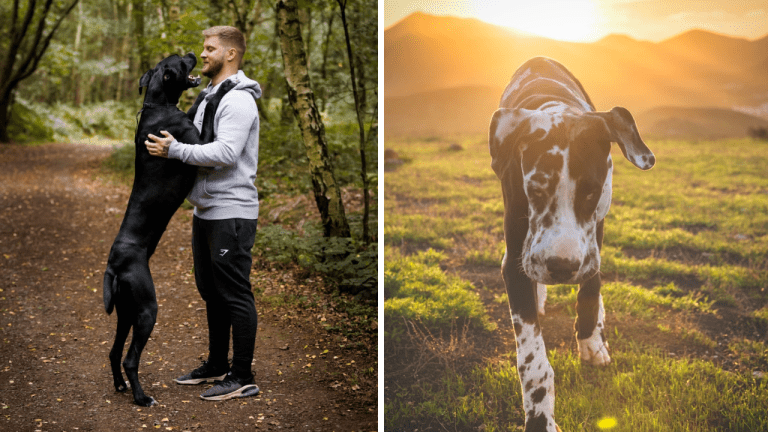 Prečo nemecké dogy umierajú omnoho skôr ako menšie psy?