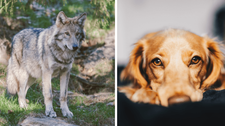 Evolúcia vlka na domáceho psa – staroveké fosílie odhalili vývoj najlepšieho priateľa človeka