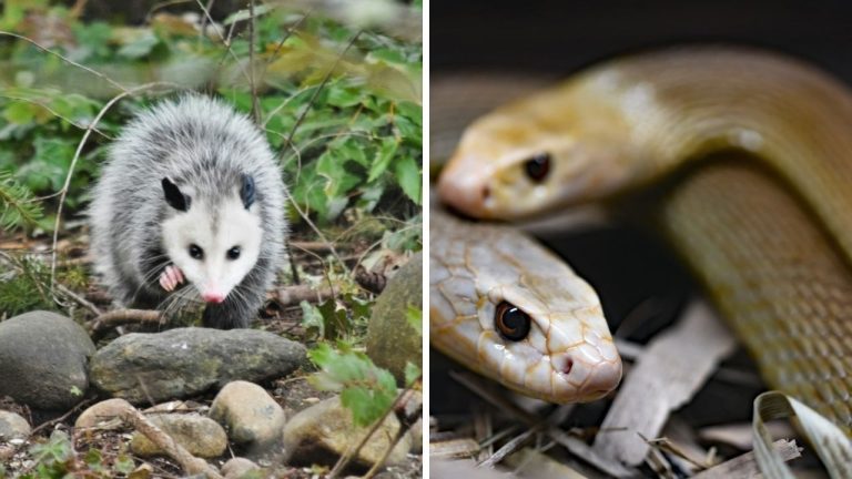 Na prvý pohľad odpudivé, no v skutočnosti fascinujúce – také sú vačice!