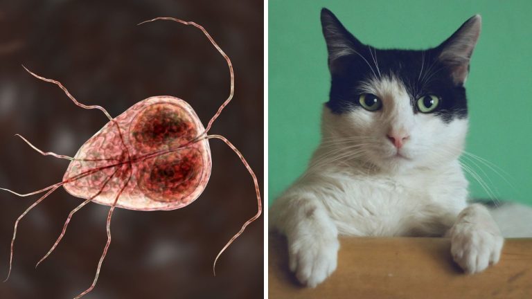 Pozor na prílišné túlenie sa s vašimi domácimi miláčikmi. Ohrozujete si zdravie!