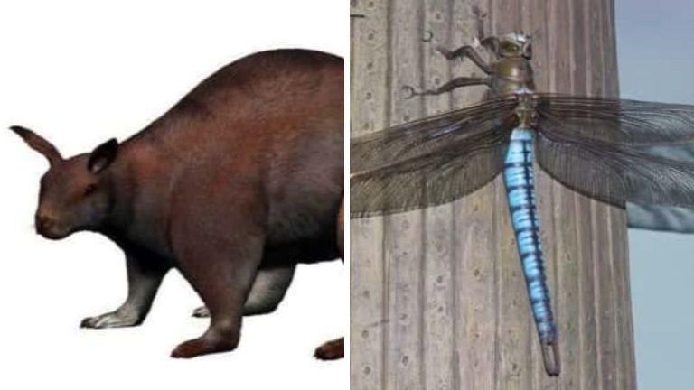 Ako vyzerali niektoré známe druhy zvierat v praveku? Boli obrovské!