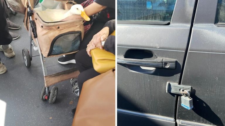 10 náhodných zaujímavých fotografií z internetu #33: Kačica v autobuse alebo nekonečná toaleta v hoteli!