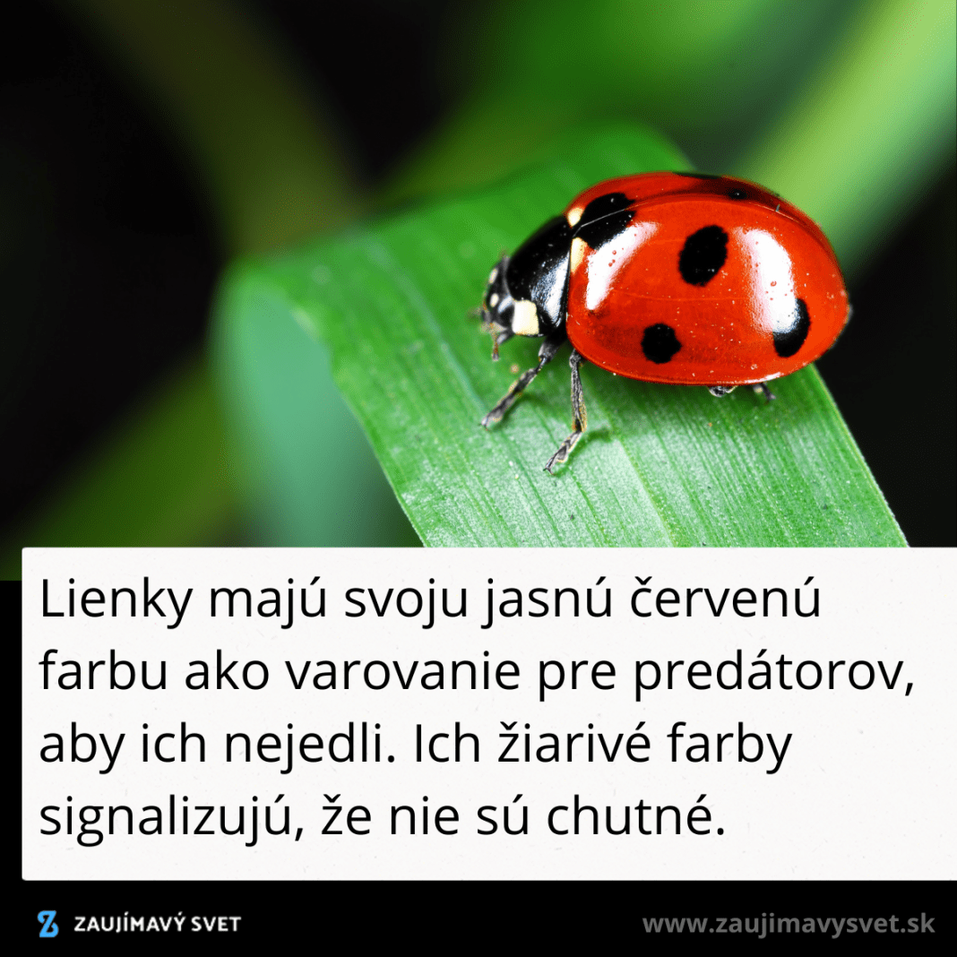 Zaujmavosti ku kve, ktor ti rozria obzory #1893  preo maj ...
