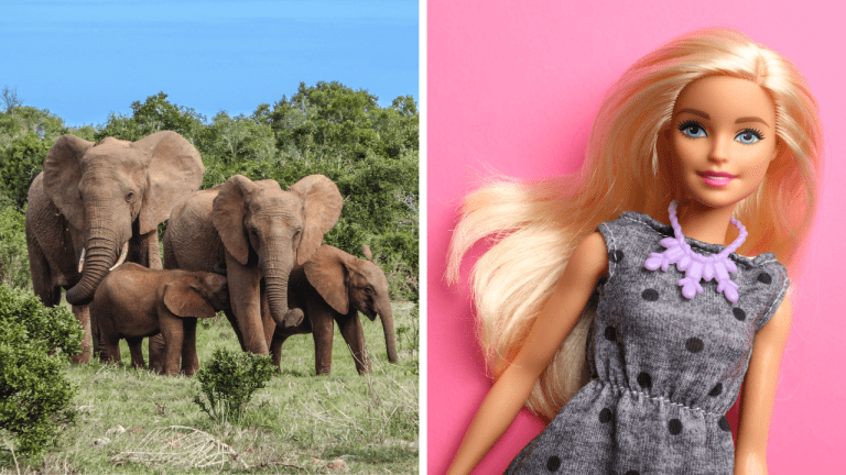 Zaujímavosti ku káve, ktoré ti zaručene rozšíria obzory #1884 – zistite, prečo slony nevedia skákať a aké je celé meno Barbie