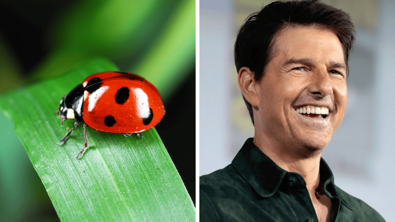 Zaujímavosti ku káve, ktoré ti rozšíria obzory #1893 – prečo majú lienky červenú farbu a ako Tom Cruise bojoval s dyslexiou