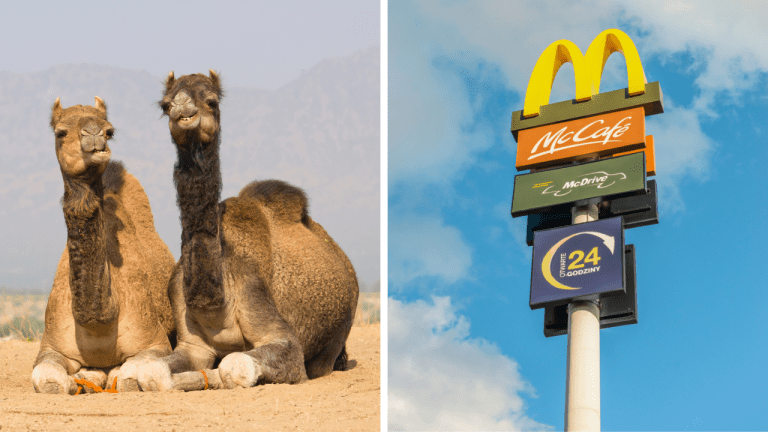 Zaujímavosti ku káve, ktoré ti zaručene rozšíria obzory #1885 – Prečo majú ťavy tri viečka a bizarný pokus McDonald’s s brokolicou