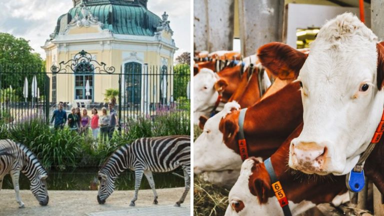 Rakúsko – susedná krajina plná prekvapení. Čítajte a dozviete sa veľa nového.