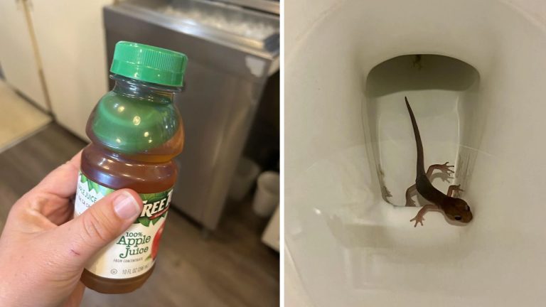 10 náhodných zaujímavých fotografií z internetu #40: Džús s úzáverom vo vnútri alebo salamandra na WC!