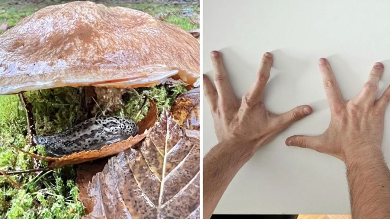 10 náhodných zaujímavých fotografií z internetu #42: Slimák pod obrovskou hubou, či 4 prsty na oboch rukách!