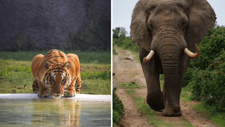 10 výletov do zoo, ktoré sa zmenili na desivé zážitky