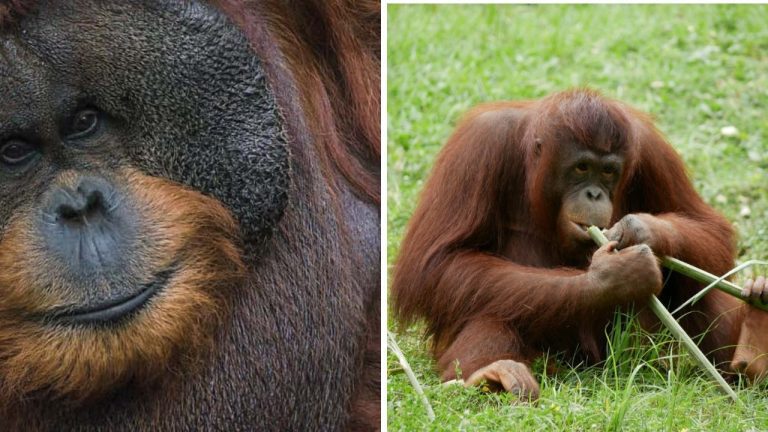 Orangutan, ktorý si získal srdcia každého návštevníka zoo. Prezývali ho aj „Houdini“.