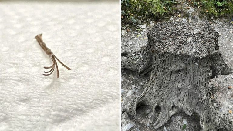 10 náhodných zaujímavých fotografií z internetu #48: Peň s mincami v sebe alebo zložené vlasy v brade!