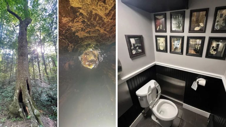 10 náhodných zaujímavých fotografií z internetu #55: Vnútro unikátneho stromu alebo netradičná kúpeľňa!