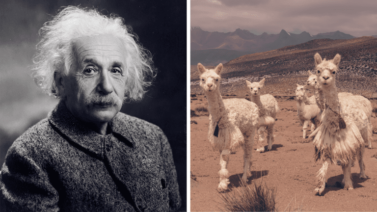 Zaujímavosti ku káve, ktoré ti rozšíria obzory #1947 – dyslexia Alberta Einsteina a tajomstvo peruánskych alpák