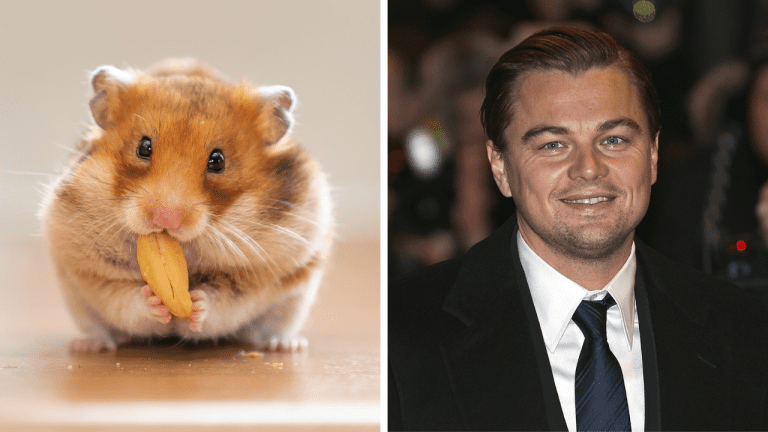 Zaujímavosti ku káve, ktoré vám rozšíria obzory #1942 – prečo sú škrečky zakázané na Havaji a ako Leonardo DiCaprio dostal svoje meno