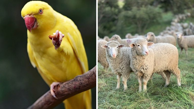 Zvieratá, ktoré pomohli pri vyšetrovaní chytiť zločincov. Obdivuhodné, nemyslíte?