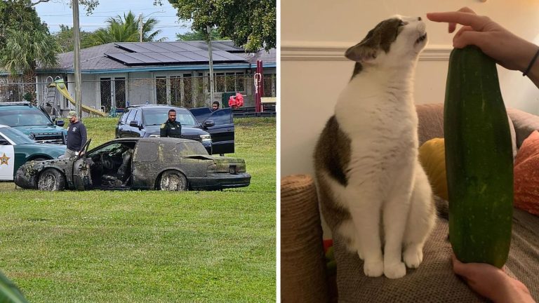 10 náhodných zaujímavých fotografií z internetu #66: Cuketa ako mačka, či 30-ročné auto v jazere