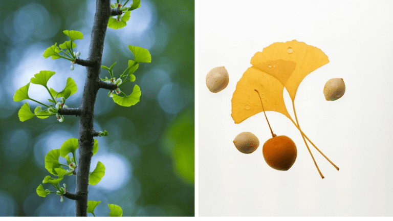 10 pozitívnych účinkov ginkgo biloba. Prečo si ho dopriať každý deň.