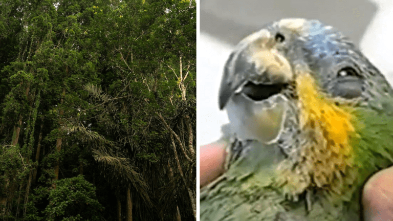 10 deštruktívnych činov, ktoré ničia Amazonský dažďový prales