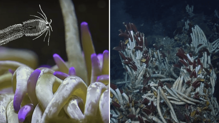 Vedci objavili obrovské morské červy žijúce pod oceánskym dnom