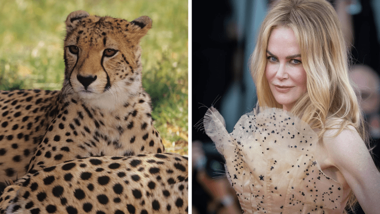 Zaujímavosti ku káve, ktoré ti rozšíria obzory #1969 – prečo majú gepardy čierne pruhy a aká fóbia trápi Nicole Kidman