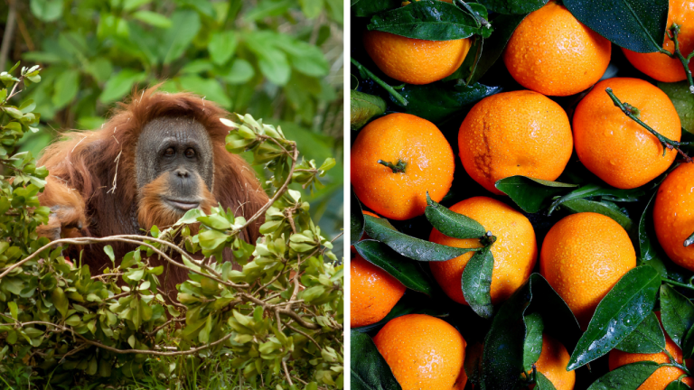 Zaujímavosti ku káve, ktoré ti rozšíria obzory #1954 – nočné rituály orangutanov a rekordy Brazílie v produkcii ovocia