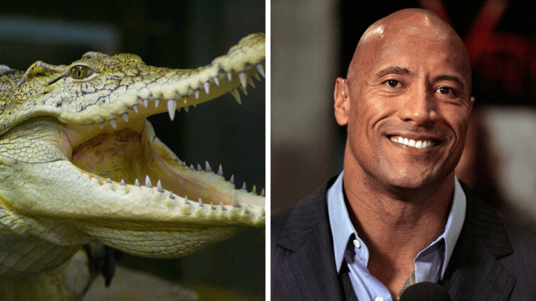 Zaujímavosti ku káve, ktoré ti rozšíria obzory #1956 – tajomstvá krokodílov a Dwayne Johnson ako Willy Wonka?