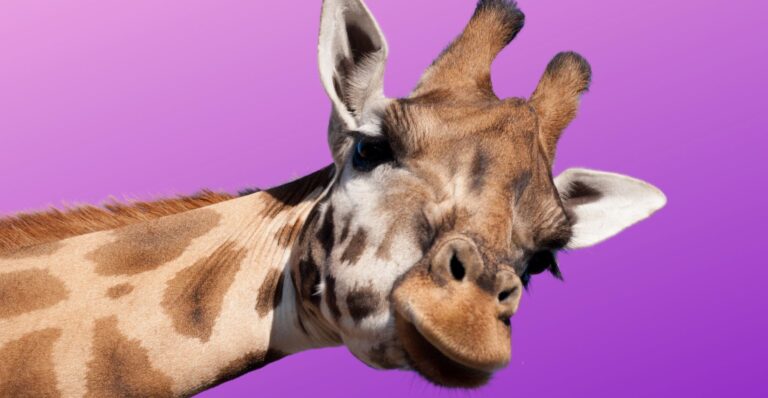 Extra zaujímavé fakty o žirafách. Poďte s nami na virtuálne africké safari !