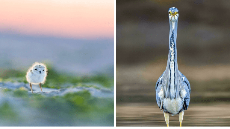 10 fotografií divokej prírody, ktoré vám vyrazia dych