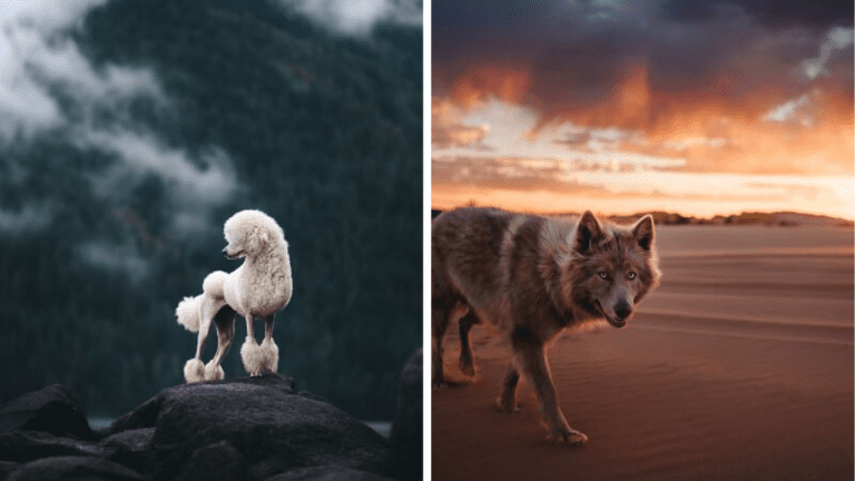Ak ste psíčkari, týchto 10 úžasných fotografií nemôžete prehliadnuť