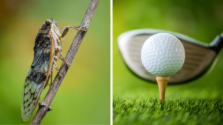 Zaujímavosti ku káve, ktoré ti rozšíria obzory #1995 – neuveriteľne dlhý život cikád a kde sa zrodil golf