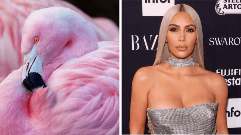 Zaujímavosti ku káve, ktoré ti rozšíria obzory #1981 – ako fungujú zobáky plameniakov a Kim Kardashian ako stylistka