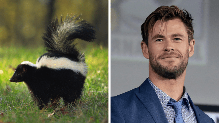 Zaujímavosti ku káve, ktoré ti rozšíria obzory #1986 – tancujúce skunky a Chris Hemsworth ako rodinný hrdina