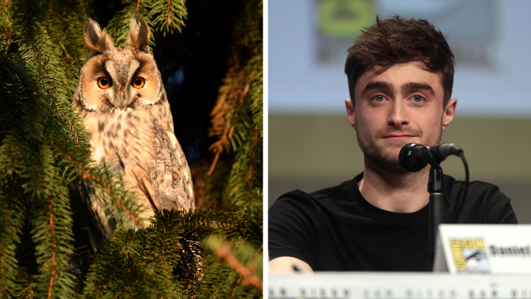 Zaujímavosti ku káve, ktoré ti rozšíria obzory #1988 – prečo majú sovy asymetrické uši a ako sa Daniel Radcliffe dozvedel, že bude Harry Potter