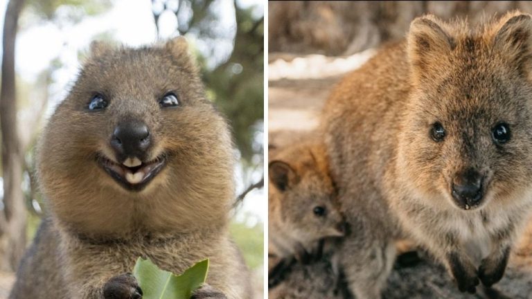Najšťastnejšie alebo najroztomilejšie zviera na svete? Quokka vám roztopí srdce!