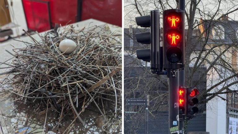 10 náhodných zaujímavých fotografií z internetu #94: Hniezdo zo zváracieho drôtu alebo zbierka zvláštnych tvarov cestovín