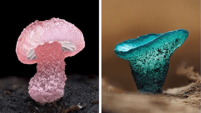 10 fascinujúcich fotografií miniatúrnych húb ako z rozprávky