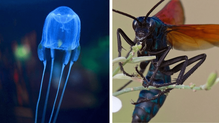 10 nebezpečných tvorov schopných spôsobiť tú najväčšiu bolesť