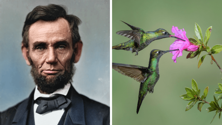 Zaujímavosti ku káve, ktoré ti rozšíria obzory #2006 – Abraham Lincoln ako vynálezca a kolibríky s dokonalou pamäťou